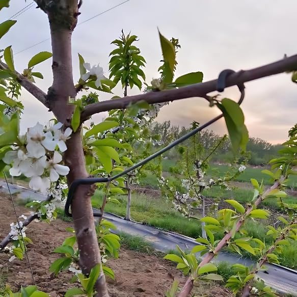 Penyangga Cabang Pohon Buah ya - Bonsai Gardener ulasan dan harga