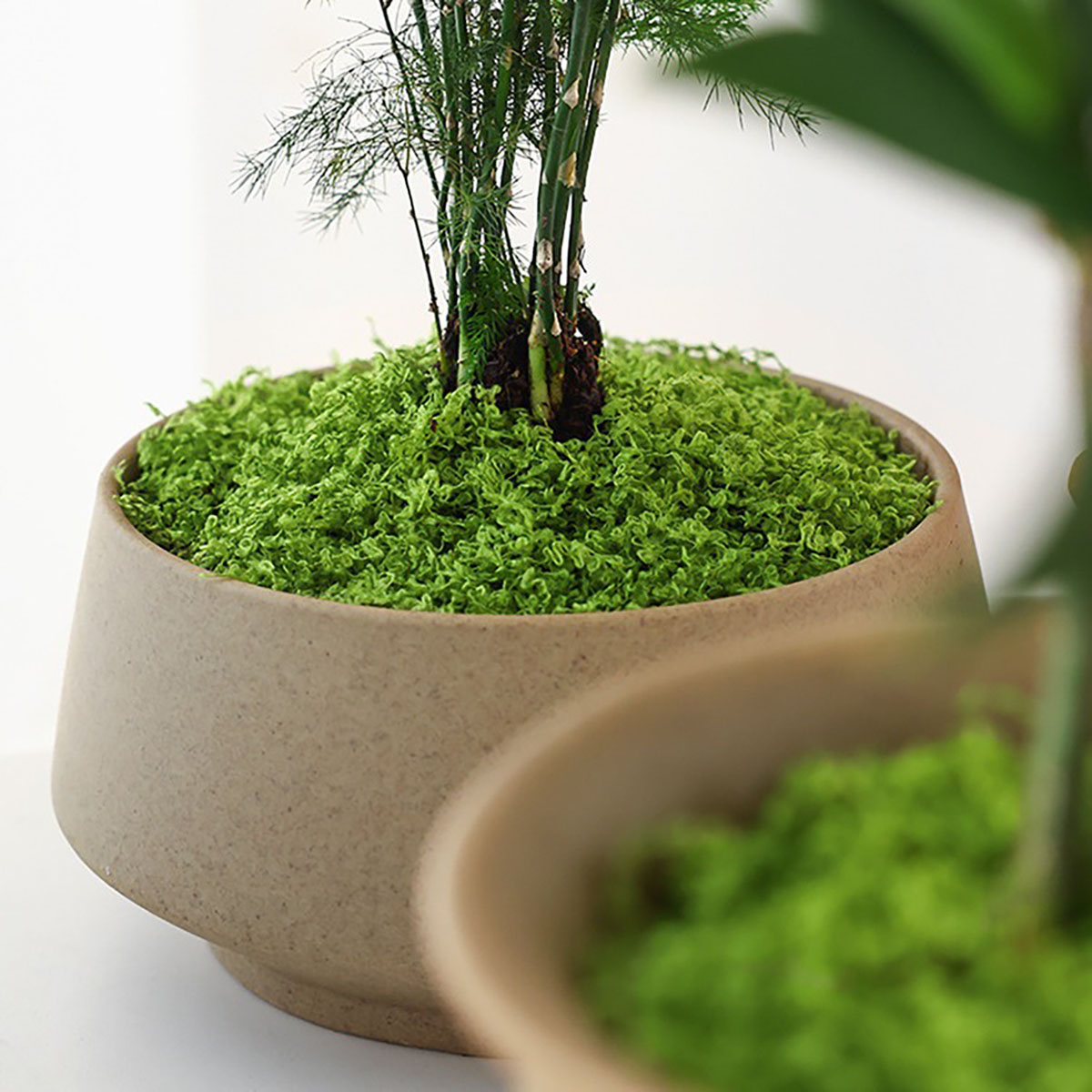Sekitar 20g Tanaman Hijau Buat - Bonsai Garden Decor ulasan dan harga